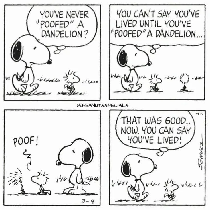 A four-panel Peanuts comic strip shows Snoopy and Woodstock. Snoopy questions if Woodstock has ever 'poofed' a dandelion…