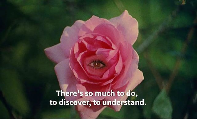 A close-up of a pink rose with a human eye visible in its center, set against a blurred green background. White text at the…