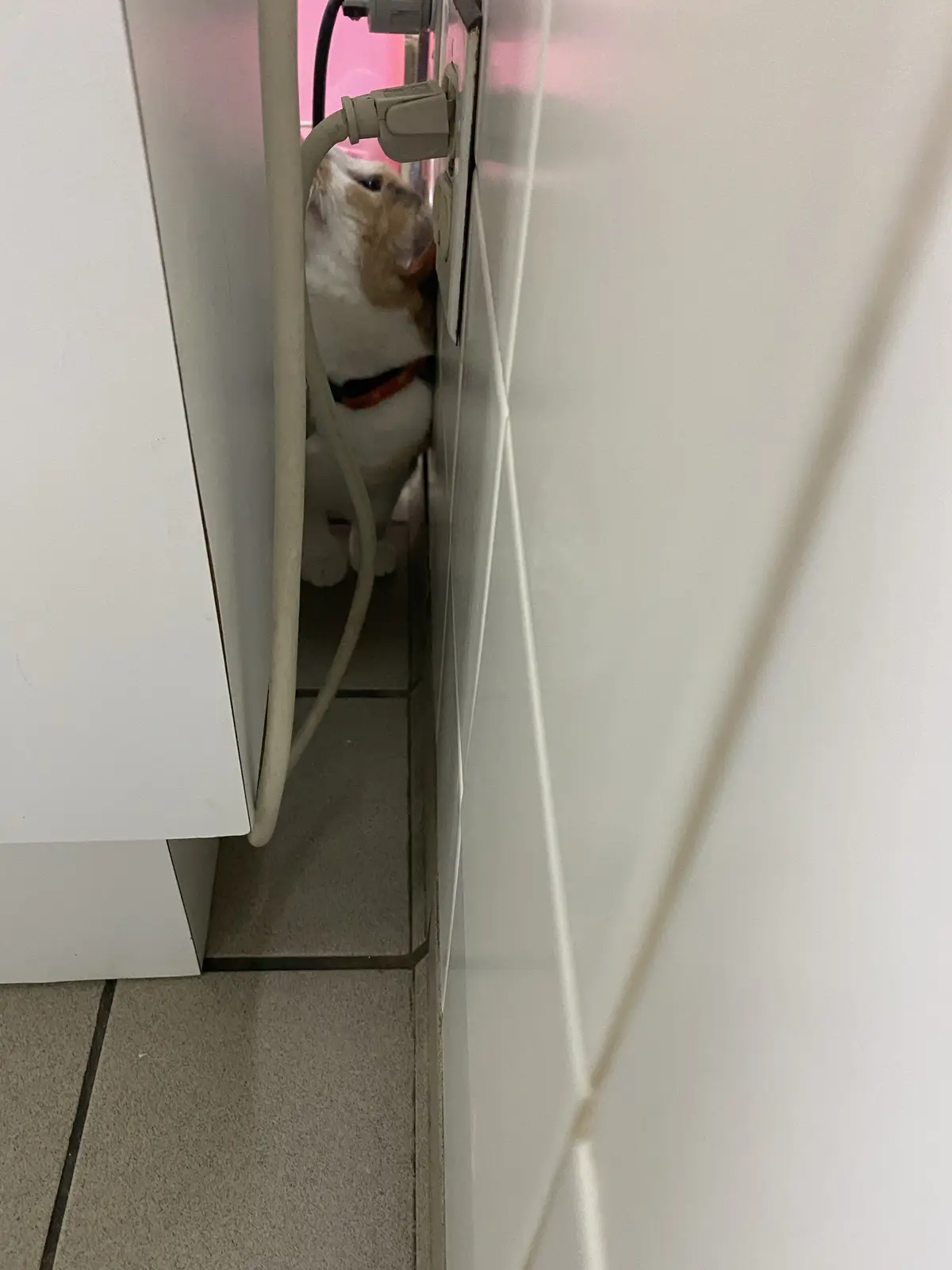 A white and ginger cat wearing a red collar is squeezed into a narrow space between a white cabinet and a tiled wall…