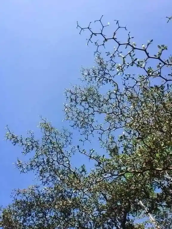 a low-angle photo of tree branches and leaves against a clear blue sky, with the upper branches visually resembling a…