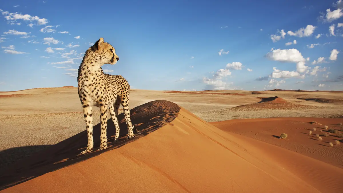 A cheetah can accelerate from 0 to 45 mph in 2.5 seconds, but their population has drastically declined from 100,000 to…
