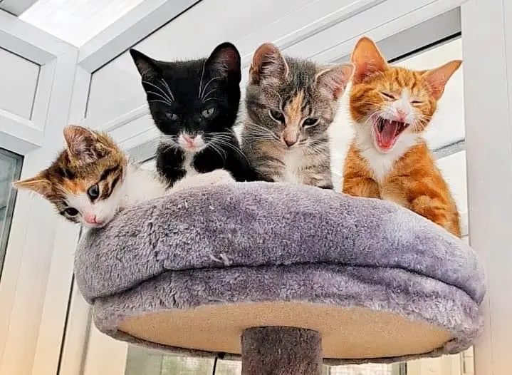 Four kittens of different colors sit atop a gray cat tree perch. The kitten on the far right is yawning widely with its…