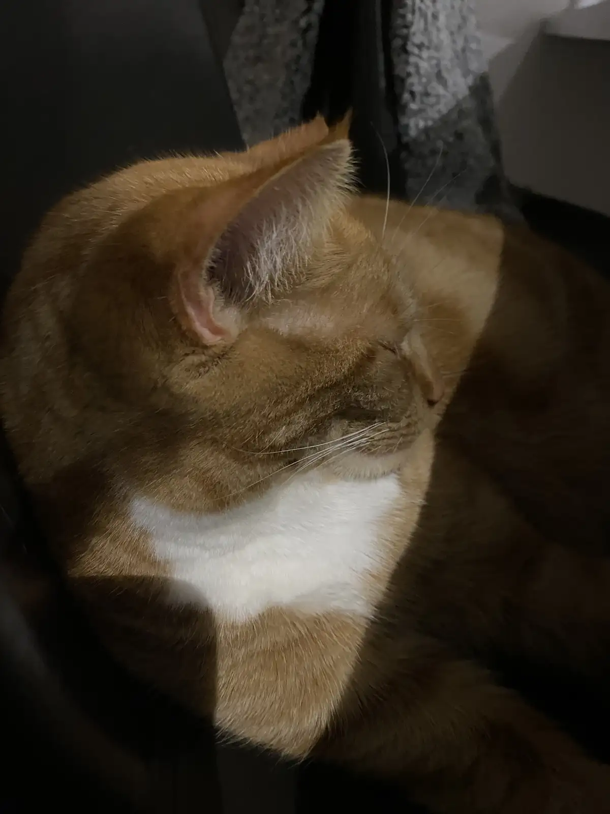 A ginger cat with a white chest is curled up and sleeping peacefully in a dimly lit room, its eyes closed and body relaxed…