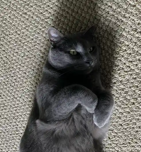 A gray cat with green eyes lies on its back on a beige shag carpet, looking up with a relaxed but slightly unimpressed…