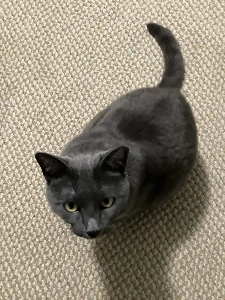 A gray cat with yellow eyes sits on a beige textured carpet, looking up at the camera with a calm, slightly unimpressed…