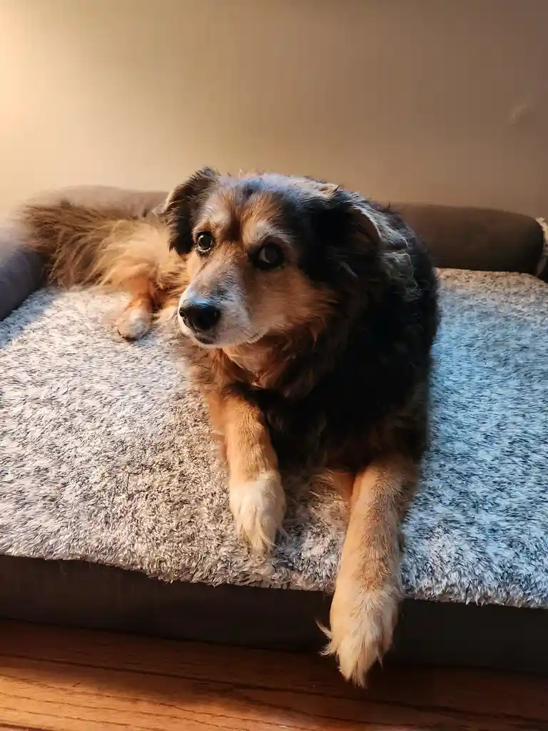 A fluffy, multicolored dog with a mix of black, brown, and tan fur is lying on a gray, textured dog bed. The dog is looking…