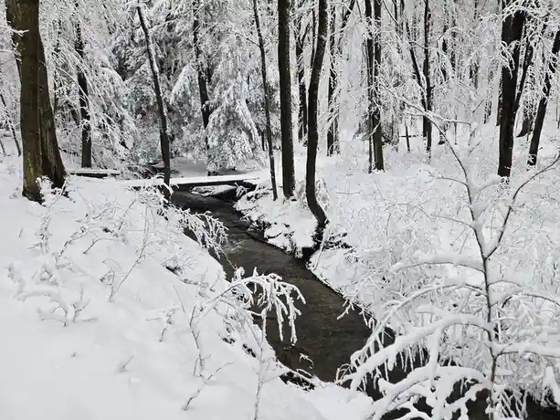 A serene winter forest scene with snow-covered trees and bushes surrounding a dark, flowing stream. A small wooden bridge…