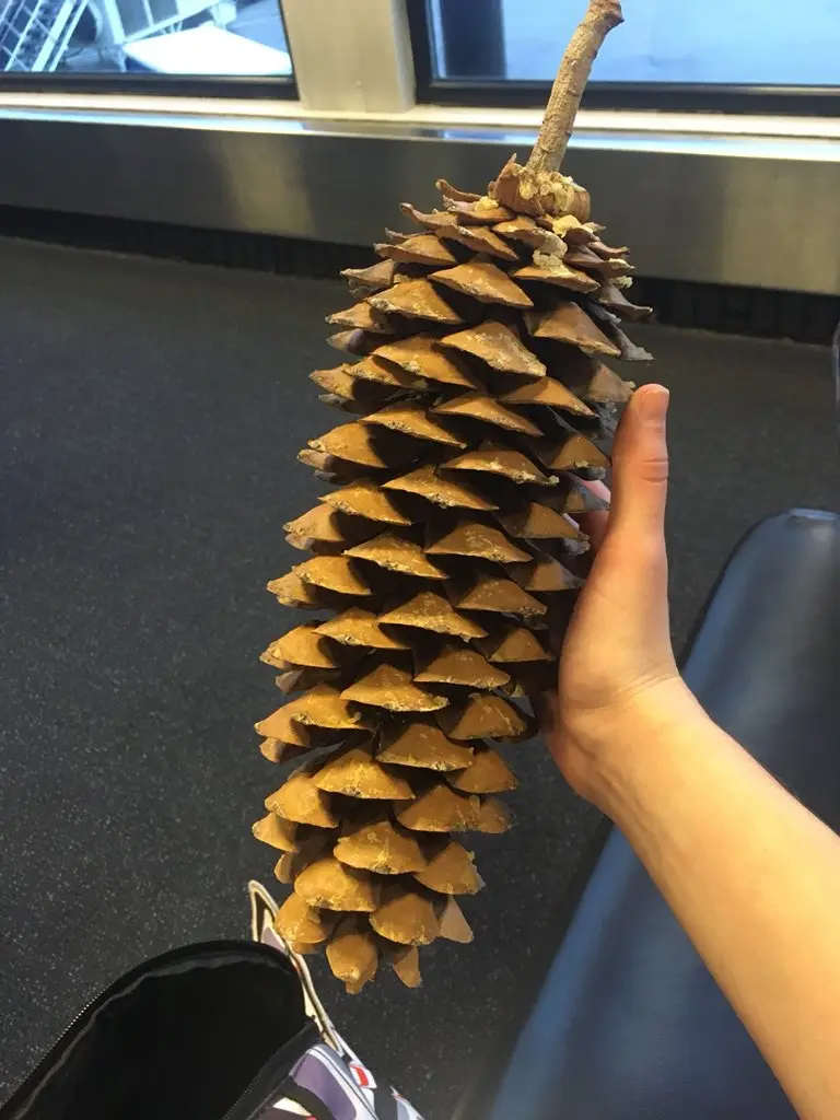 A person's hand holds up an exceptionally large, brown pinecone with a visible stem, in what appears to be an airport…