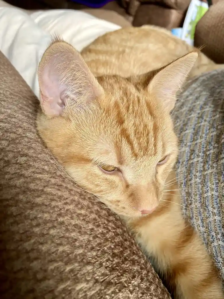 A close-up photo shows a ginger tabby cat with half-closed eyes, appearing very sleepy or uninterested, resting on a brown…