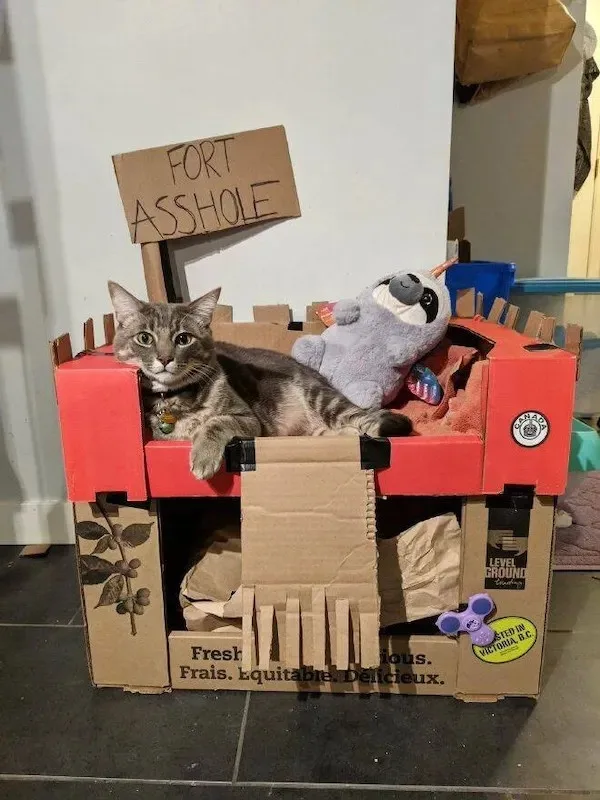 A tabby cat lounges inside a creatively constructed cardboard fort, which has a handmade sign reading 'FORT ASSHOLE' stuck…