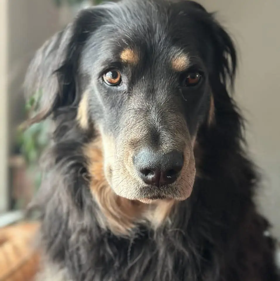 A close-up photo of a black and tan dog with long fur, looking directly at the camera with a sad, tearful expression. A…