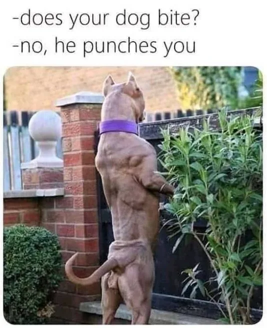 A muscular, hairless dog stands upright on its hind legs, facing away from the camera, wearing a purple collar. It appears…