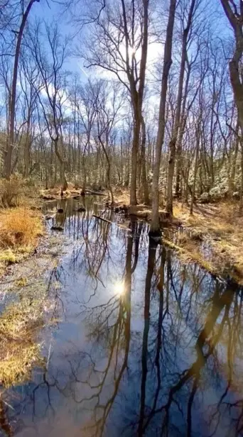 A serene, sunlit forest scene with bare trees reflecting in a calm, shallow stream. The sun shines brightly through the…