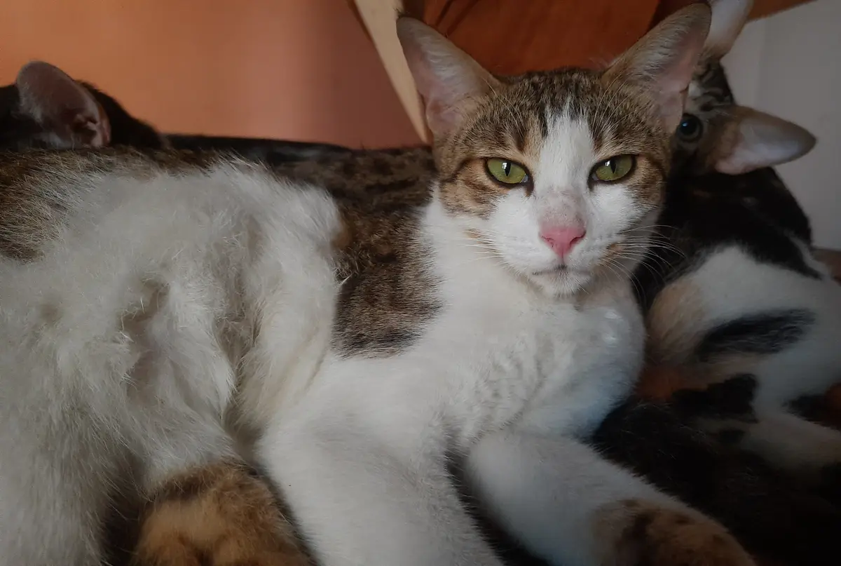 A close-up photo shows a brown and white cat with green eyes looking directly at the camera with a displeased expression…