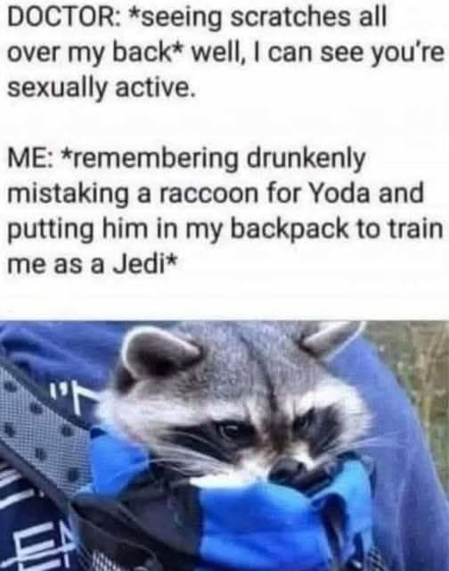 A raccoon is nestled inside a blue backpack, looking directly at the camera with a calm, slightly smug expression. The image…