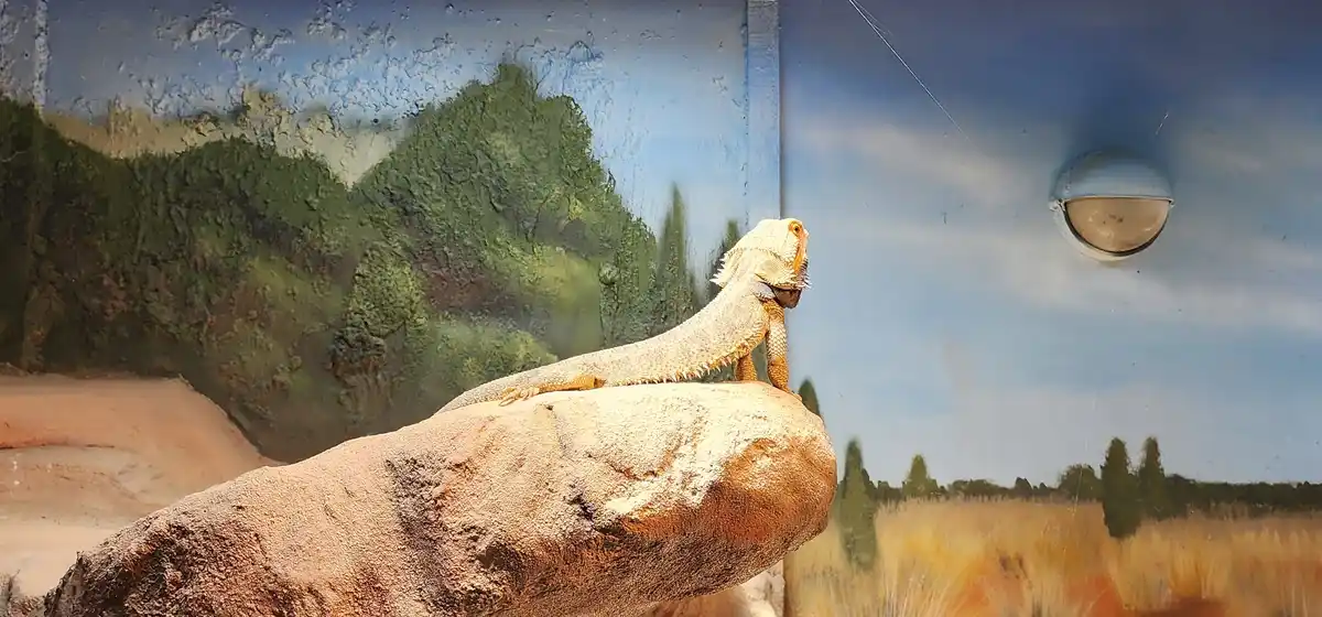 A bearded dragon lizard is perched on a rock inside an enclosure with a painted desert backdrop, looking toward the right…