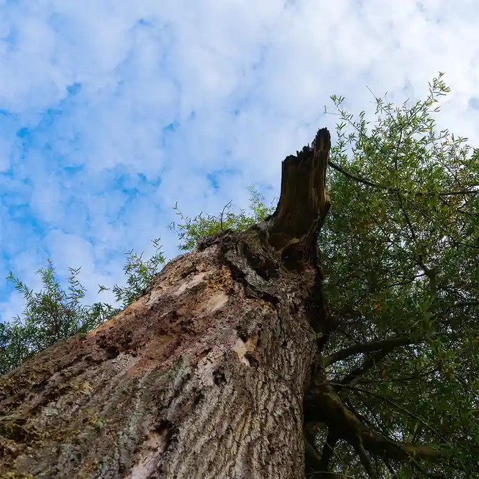 A low-angle photo shows the weathered, broken top of a large, decaying tree trunk against a partly cloudy blue sky, with…