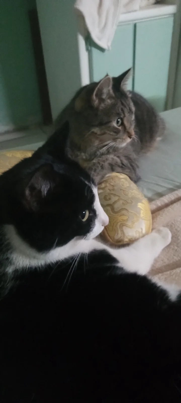 Two cats are sitting side by side on a bed or couch; a black and white cat in the foreground has its paw on a decorative…