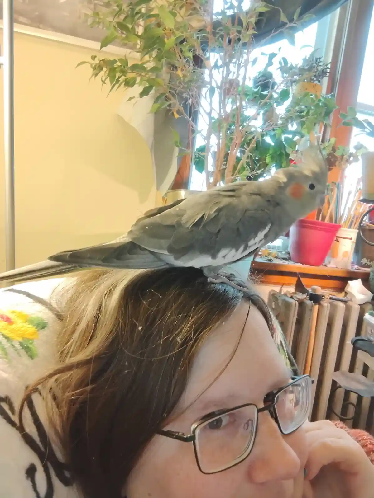 A cockatiel perched calmly on a person's head, who is wearing glasses and looking away. The background shows indoor plants…