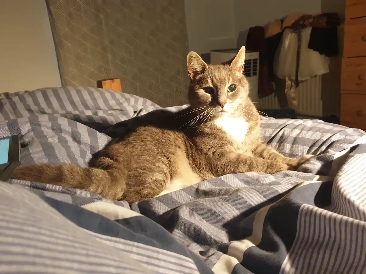 A gray tabby cat with heterochromia (one green eye, one yellow eye) lounges on a rumpled blue-and-white checkered bedspread…