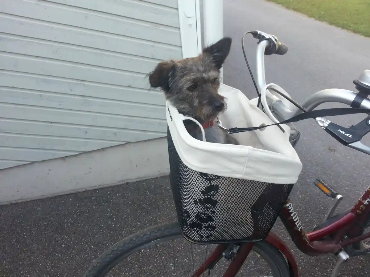 Sisters and Their Pup Enjoying a Bike Ride