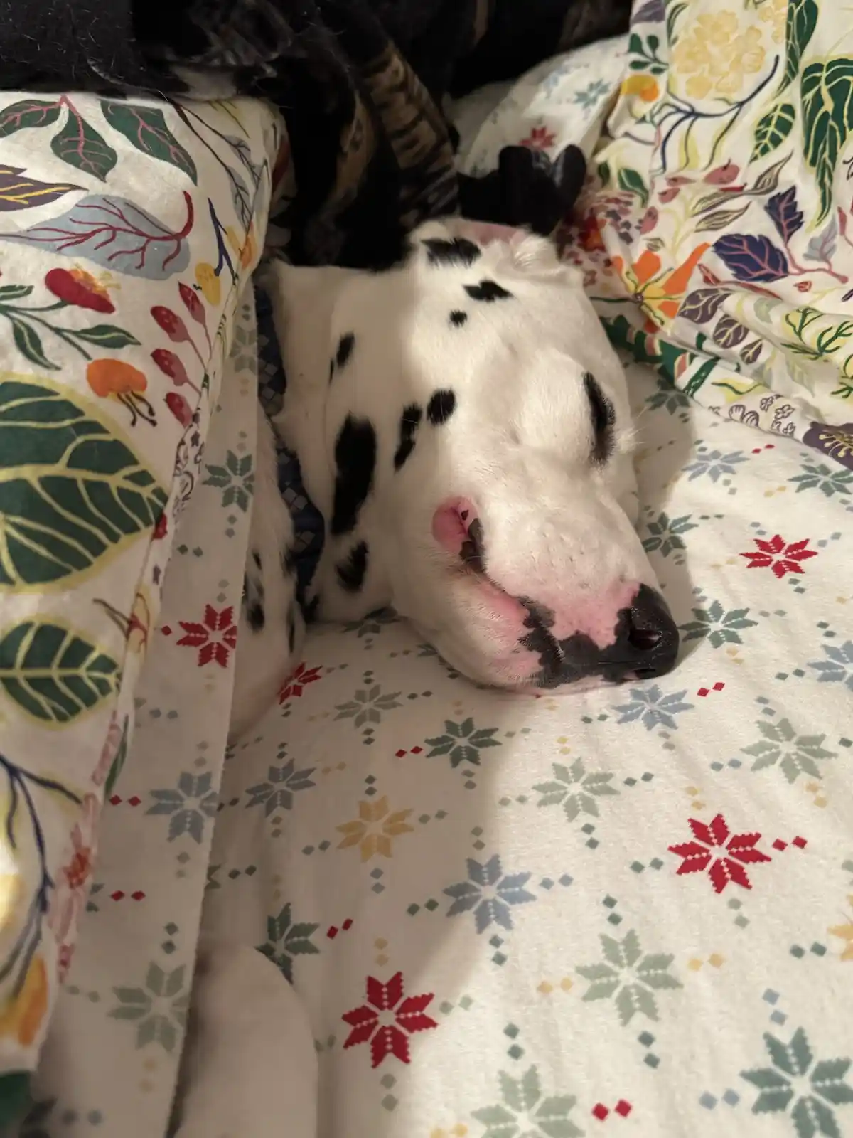 A dalmatian dog is sleeping soundly on a colorful floral-patterned blanket, its head resting on the fabric with eyes closed…