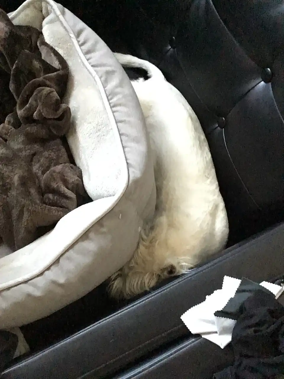 A small, fluffy white dog is curled up and sleeping inside a light-colored dog bed that's placed on a dark, tufted leather…