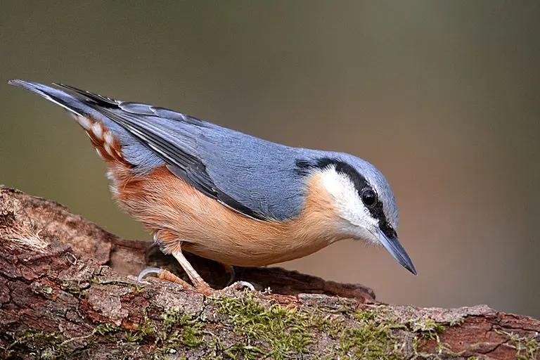 A close-up photograph of a nuthatch bird perched on a mossy tree branch, showing its blue-gray back, rusty-orange…