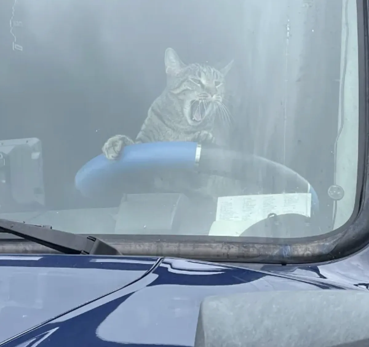 A tabby cat is sitting in the driver's seat of a vehicle, paws on the blue steering wheel, mouth wide open in a yawn or…