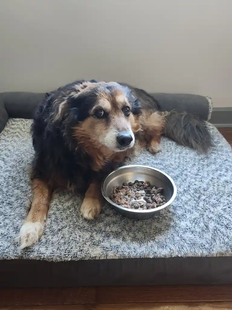 Peanut the Dog: A Daily Dose of Cuteness - Day 1520