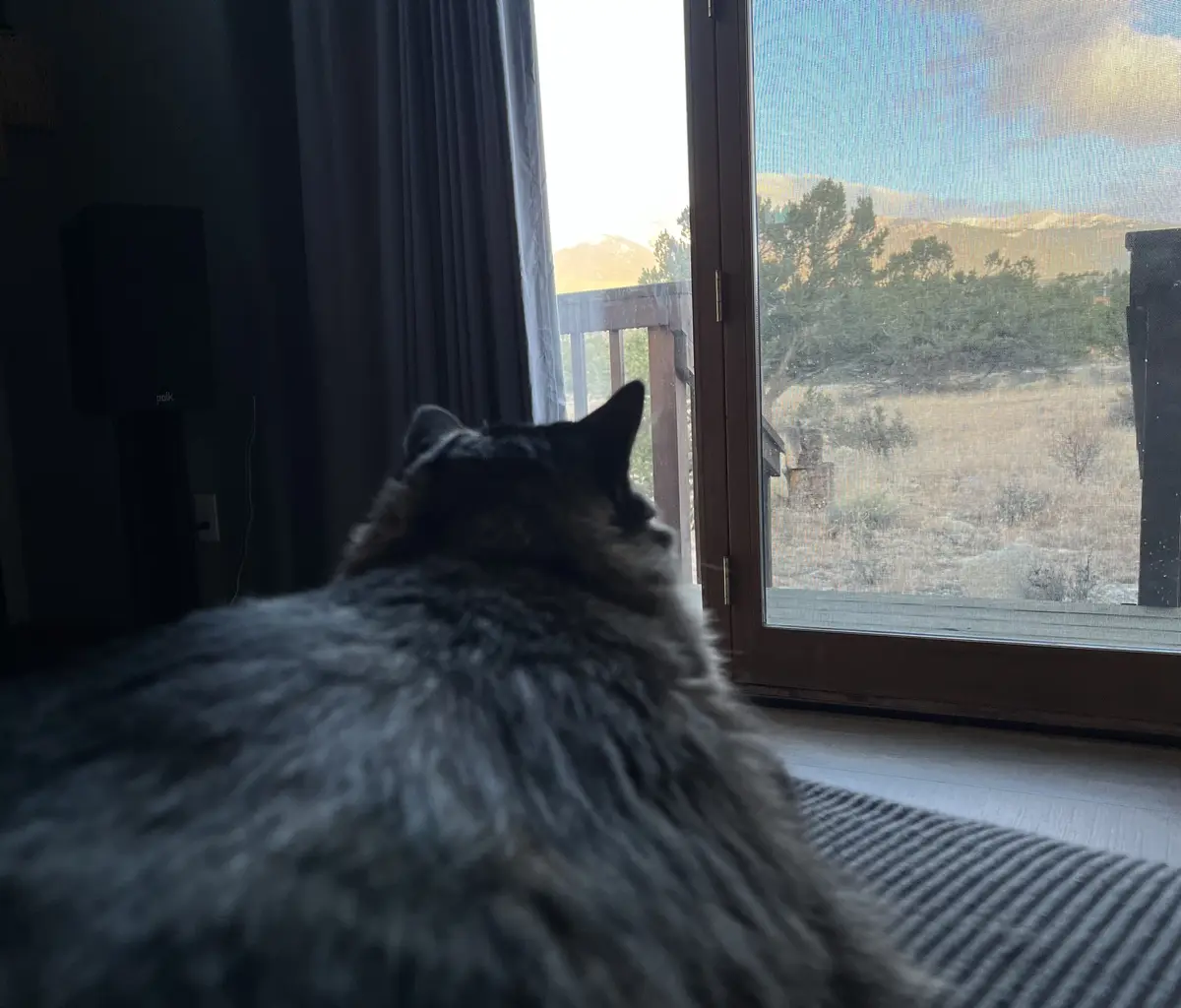 Trudy's New Favorite Pastime: Gazing Out the Window for Hours