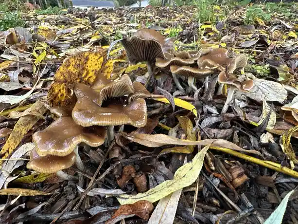 A cluster of brown, gilled mushrooms growing among wet, decaying autumn leaves and twigs. The overlaid text reads 'i found a…