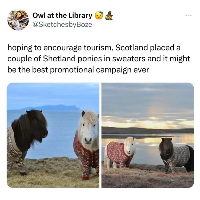 Two side-by-side photos show Shetland ponies wearing knitted sweaters in scenic Scottish landscapes. The left photo features…