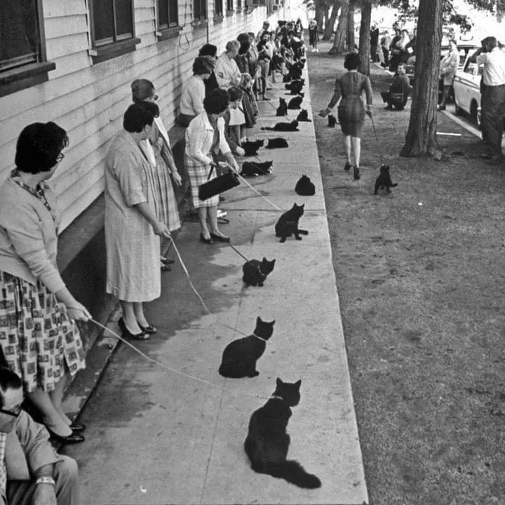 A black-and-white photo shows a long line of women in vintage clothing walking black cats on leashes along a sidewalk next…