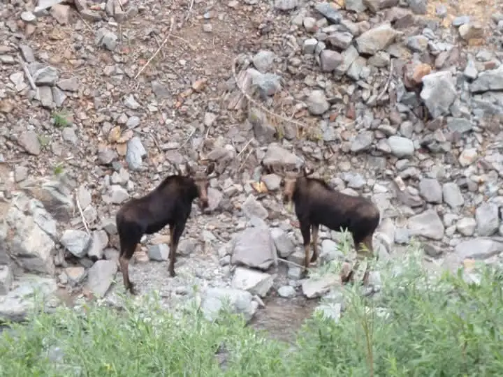 Two moose stand facing each other on a rocky, gravelly slope beside a small stream, surrounded by sparse vegetation. The…