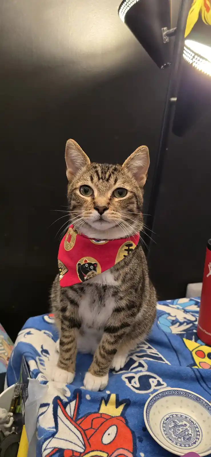 A tabby cat with green eyes sits upright on a blue blanket featuring cartoon characters, wearing a red bandana with black…