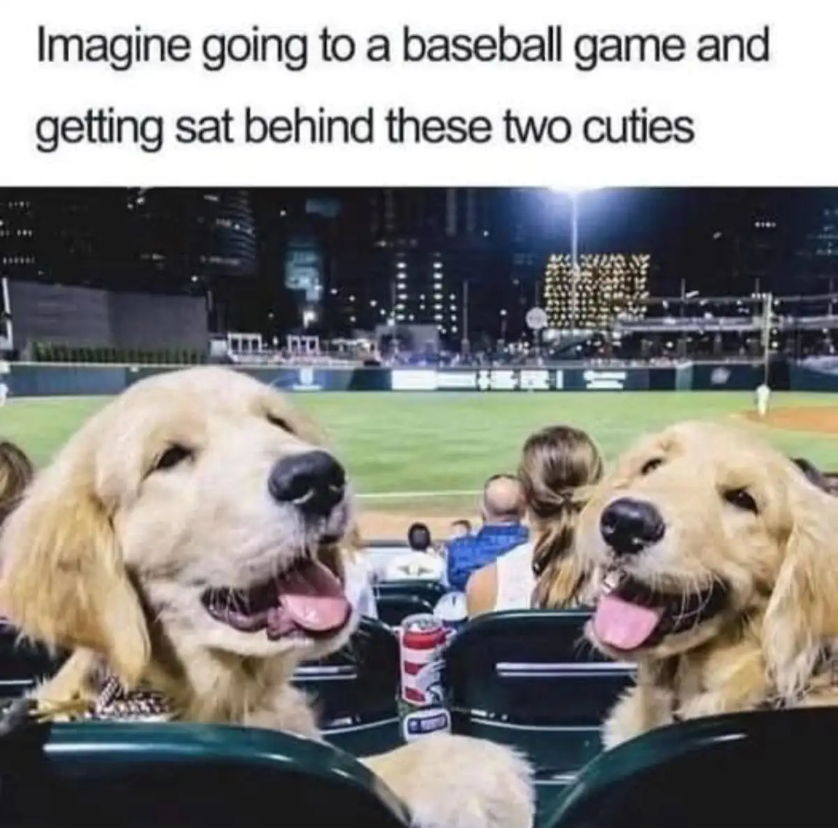 Two golden retriever puppies are sitting in stadium seats at a baseball game at night, looking up happily with their mouths…