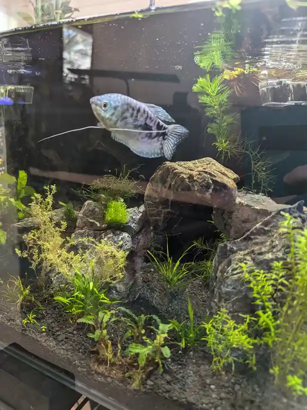 Meet my friendly gourami buddy!