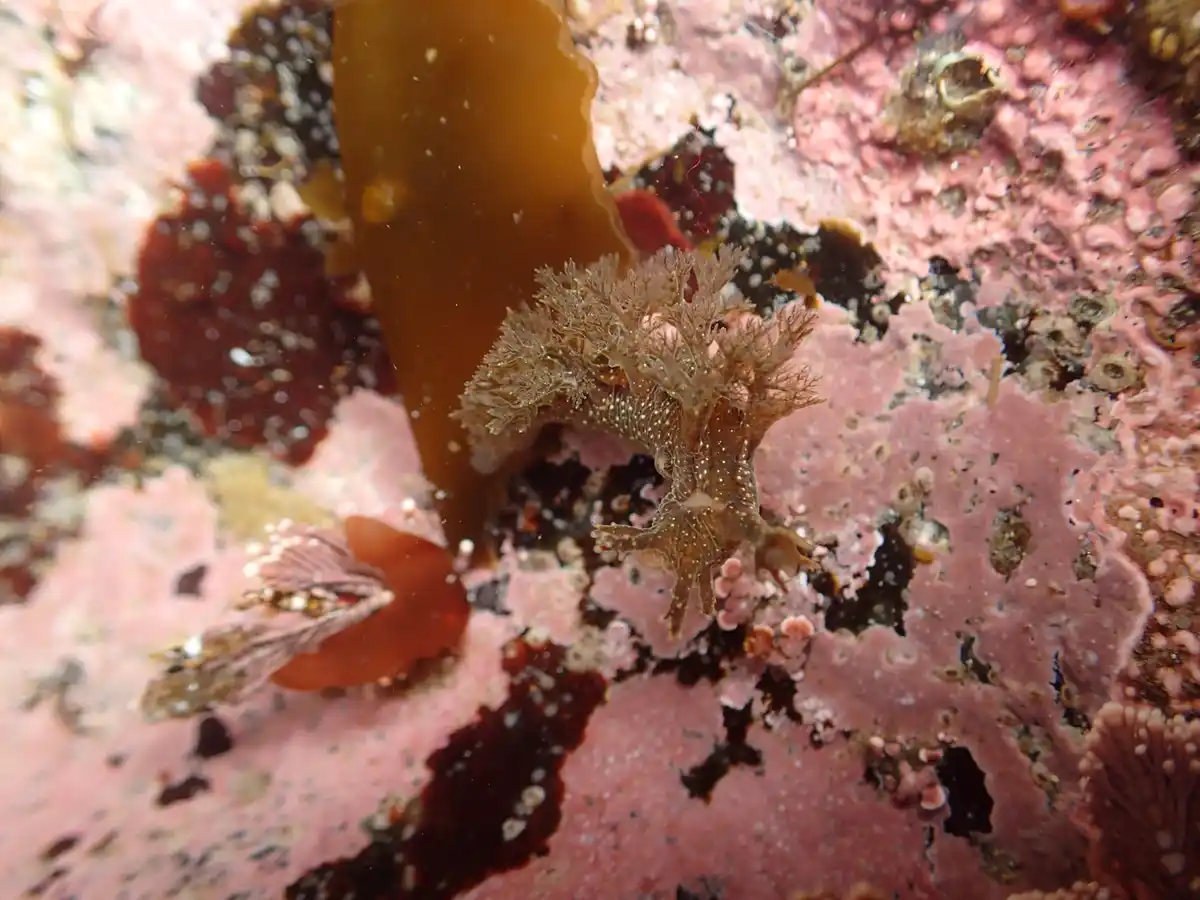 A close-up underwater photo shows a small, brown, tree-like sea slug with feathery appendages clinging to a pink, textured…