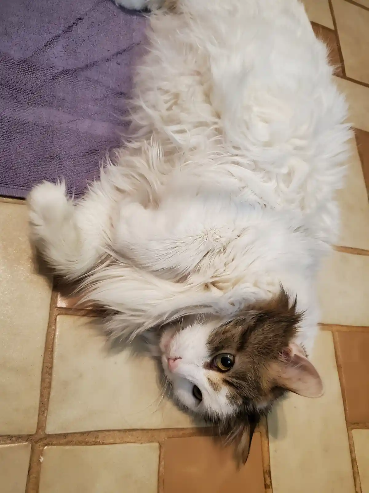 A fluffy white and brown cat lies on its back on a tiled floor next to a purple towel, looking up with wide eyes. The…
