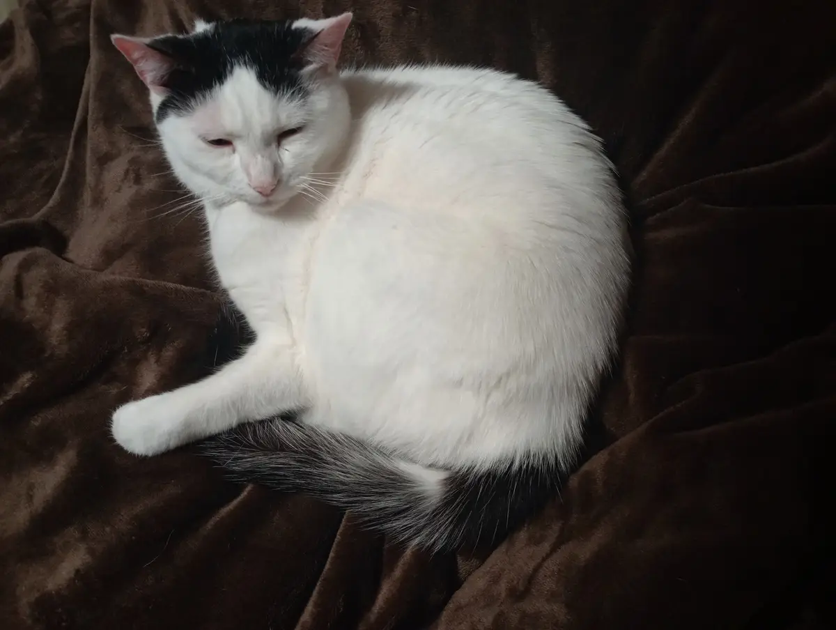 A white and black cat with a black patch on its head is curled up and resting on a brown blanket, looking sleepy with…