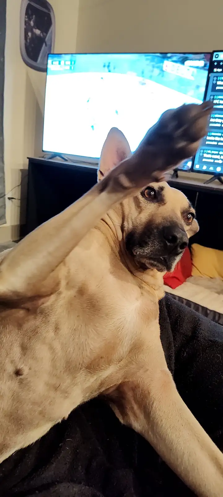A tan dog with a black muzzle sits on a couch, raising one paw as if gesturing or pointing at a TV screen showing a sports…