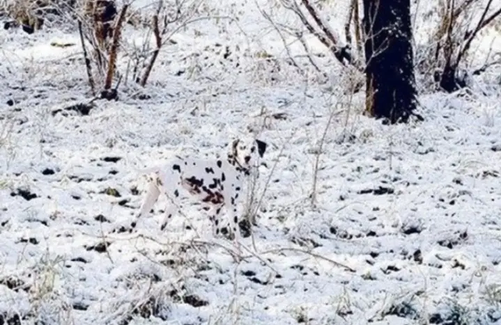 A dalmatian dog stands in a snowy field with sparse trees and brush, its black-and-white spotted coat visible against the…