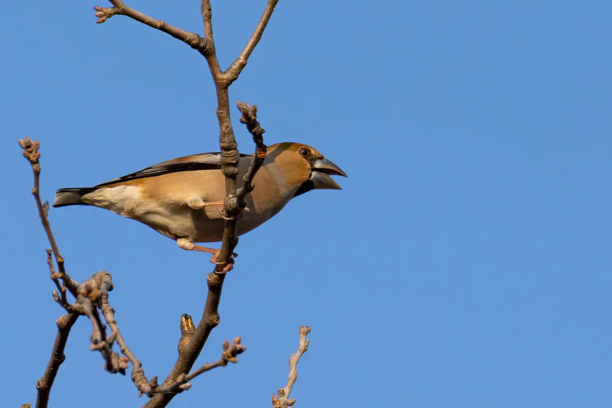 A bird with a large, thick beak perched on a bare tree branch against a clear blue sky, its beak open as if shouting. The…