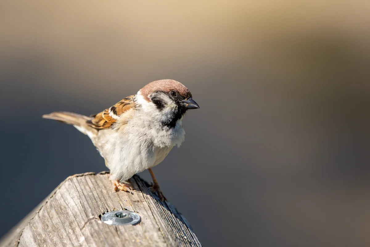 Meet Jack, the adventurous sparrow