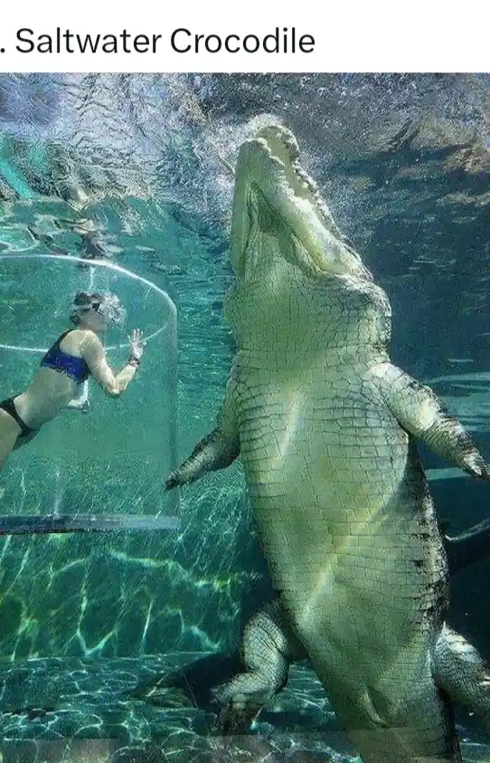 A large saltwater crocodile is shown underwater, its mouth wide open, facing a person in a blue bikini who is inside a…