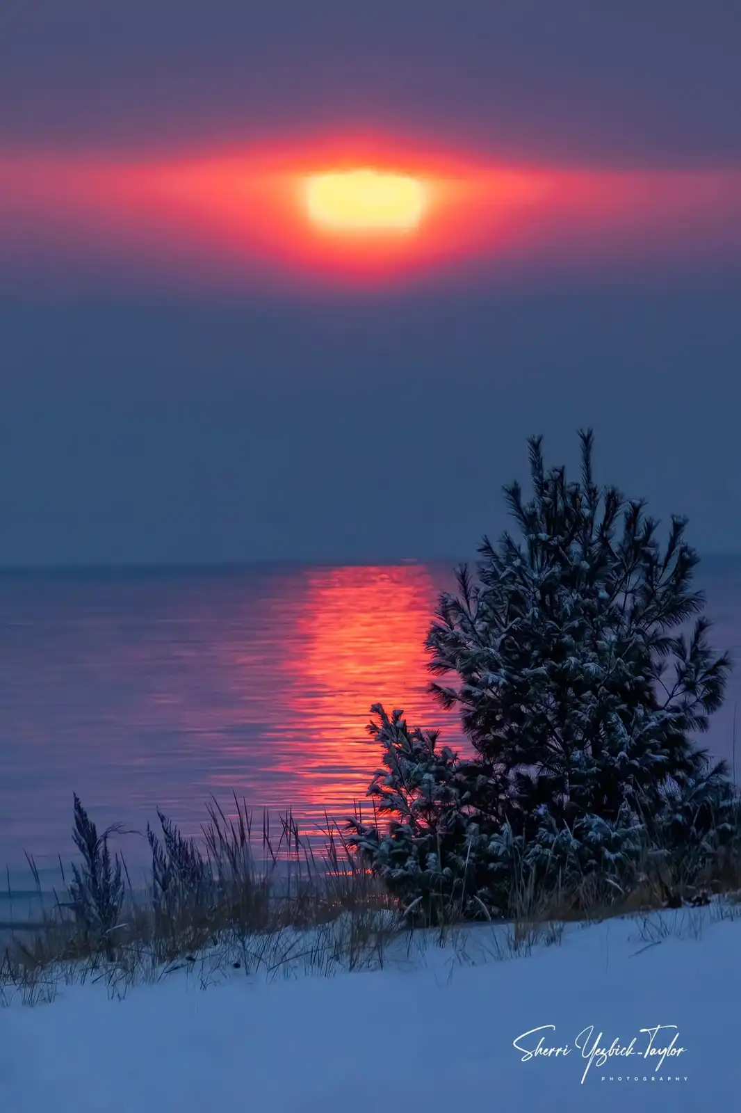 A serene winter sunset over a snow-covered beach, with a pine tree and grasses in the foreground, the sun glowing orange-red…