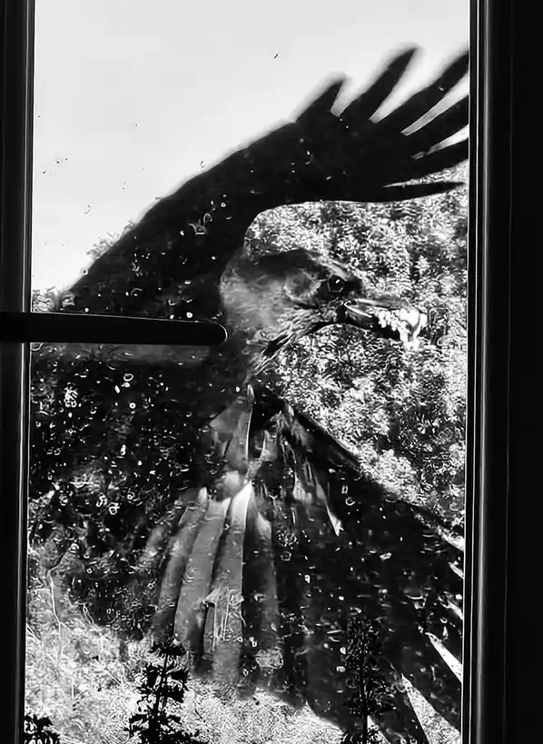 A black-and-white photo shows a large bird, likely a hawk or eagle, viewed through a wet window with water droplets. The…