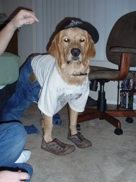 A golden retriever dog is dressed in human clothing, wearing a black baseball cap, a white t-shirt, blue denim jeans, and…