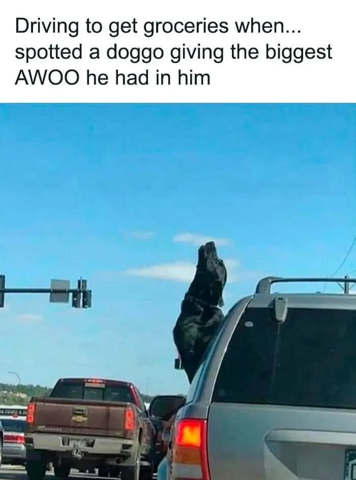 A black dog is standing on its hind legs on the roof rack of a silver SUV, howling upwards into a clear blue sky while…